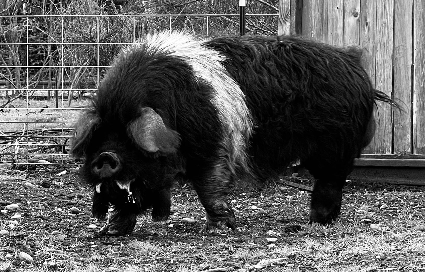 USA BH Tutaki 8 | Galloway semen