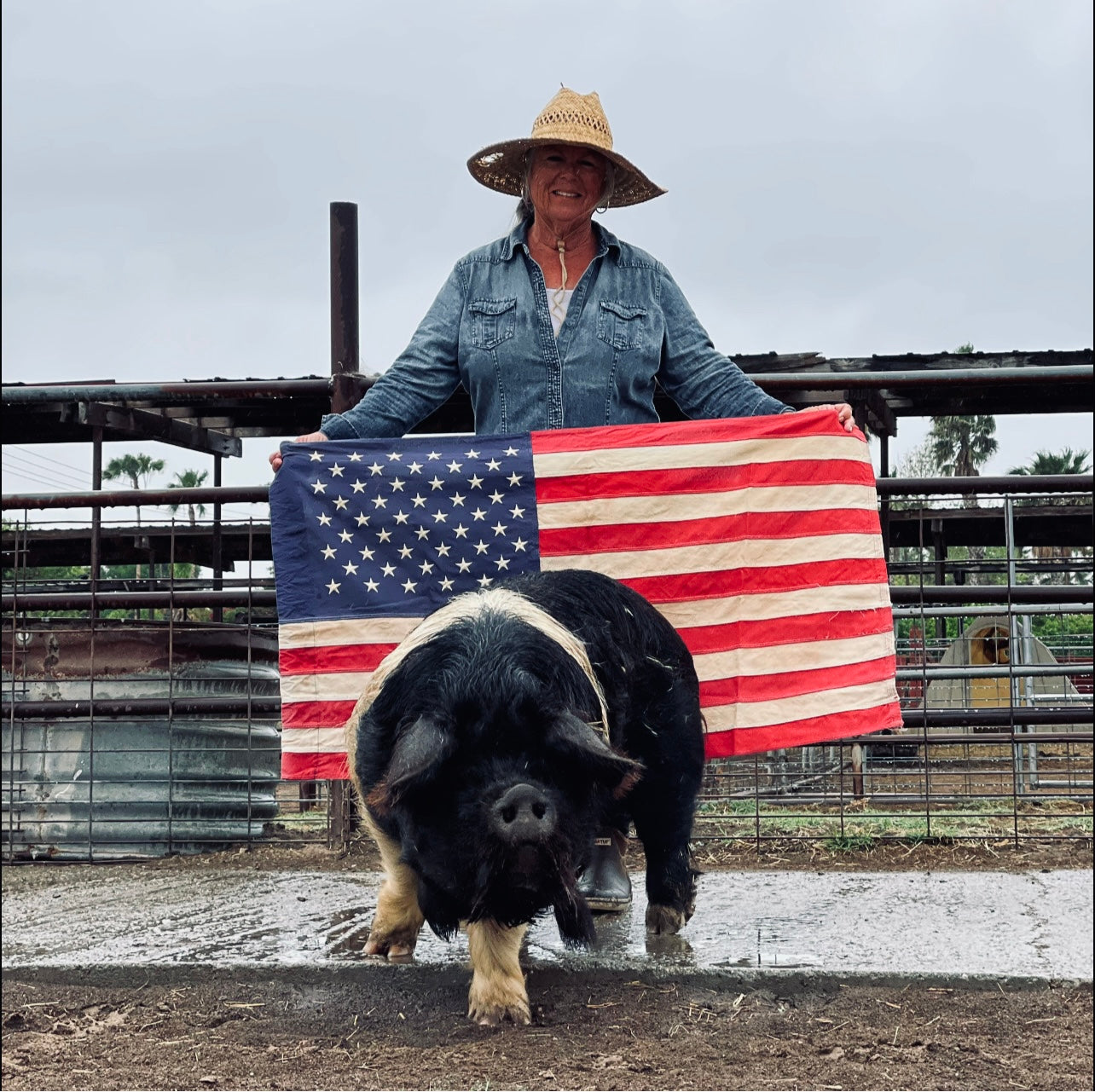 USA BH Tutaki 8 | Galloway semen
