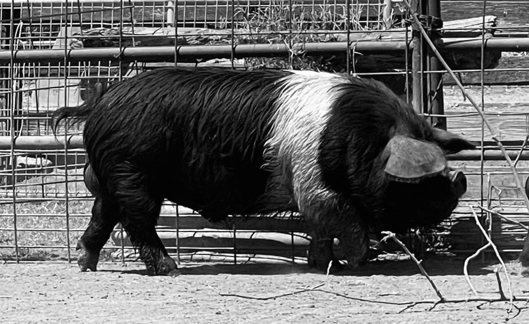 USA BH Tutaki 8 | Galloway semen