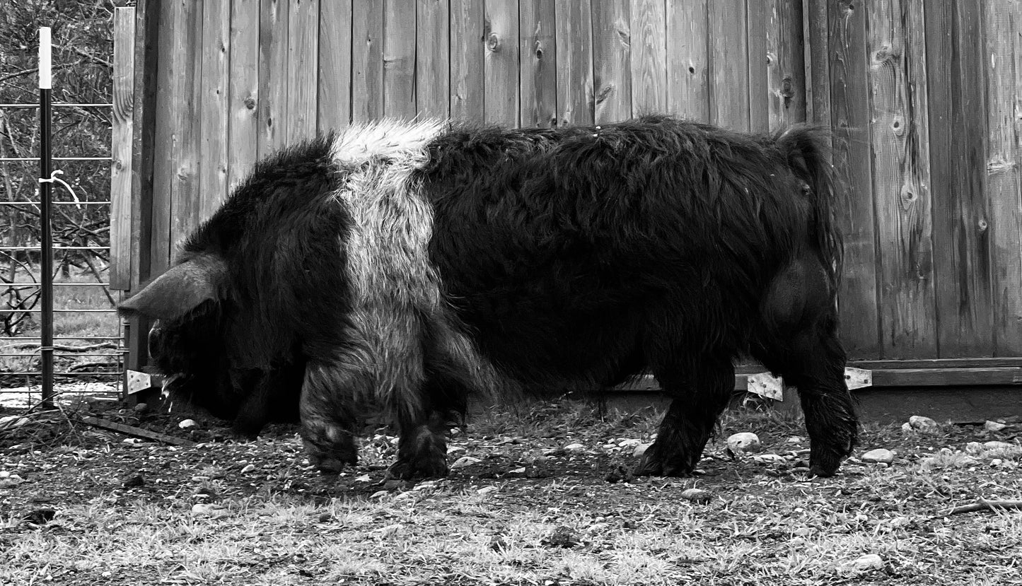 USA BH Tutaki 8 | Galloway semen